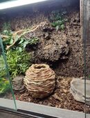 *reserviert* Kornnattern und Terrarium in 41751