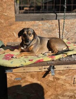 Pircsi wartet auf ihr Körbchen - Nordwalde