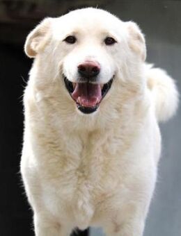 Lars ist ein toller, verschmuster Kerl! - Karben