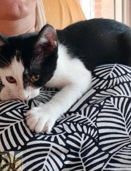 PIPO Schmusekitten sucht Happy Home - Bad Camberg