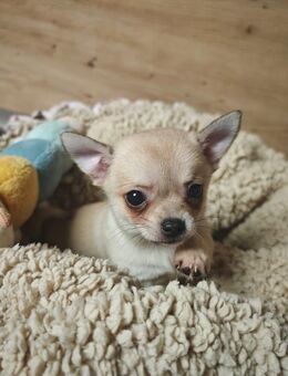 Chihuahua (Pomchi) Welpen nurnoch unser Rüde sucht ein neues Zuhause - Namborn