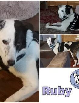 RUBY -ruhige & etwas unsichere Hündin- - Duisburg