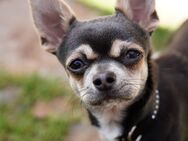 Chihuahua Welpe Rüde blue tricolor 8 Monate - Schmelz