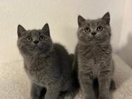 Bkh Britisch Kurz Haar Kitten Babys - Nufringen