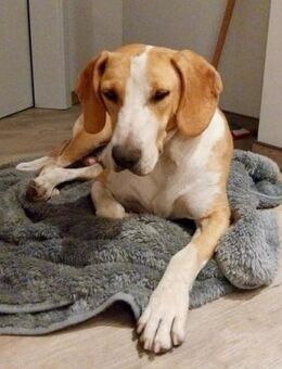 Toni - auf Pflegestelle in 47652 Weeze - Hamburg