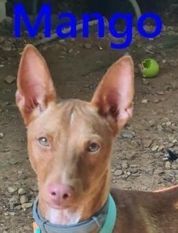 Mango Recht auf ein schönes Leben7/24 ES - Ruppertsecken