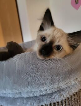 Siamkatze Kitten - Weiherhammer