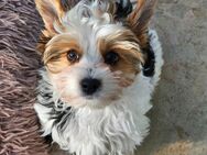 Biewer Yorkshire Terrier Welpen Reinrassig mit Ahnentafel - Essel