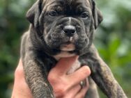 Cane Corso Old Englisch Bulldog Welpen - Lübeck