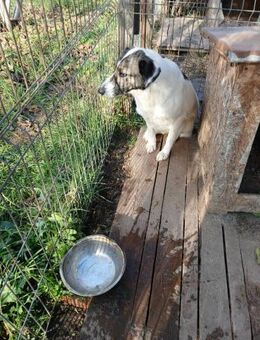 Adi möchte nach Hause - Overath