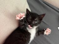 5 süße Bkh mix babys black tabby weiß sehr anhänglich nach handaufzucht ab sofort - Bottrop