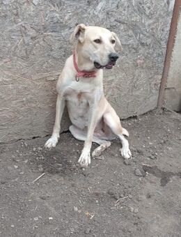 Delia, die -Grand Dame- - Steinhagen (Nordrhein-Westfalen)