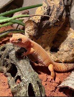 Leopardgecko Weibchen 5 Jahre alt - Liederbach (Taunus)
