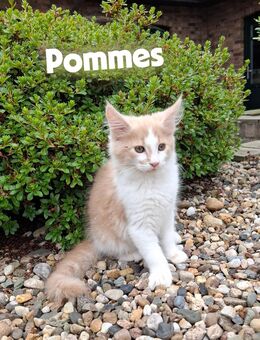 Norwegische Waldkatze - Maine Coon Mix Kater - Sarzbüttel