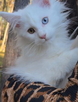 Maine Coon - Rangsdorf