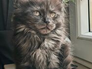 Maine Coon Kitten Blue/Black - Bad Pyrmont