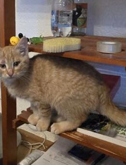 Brutus ein kleiner Kämpfer ..... - Meuselwitz