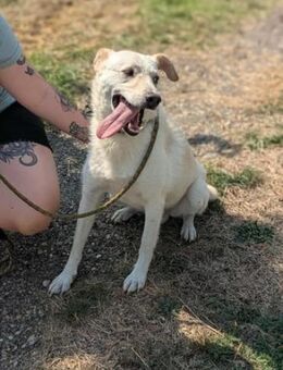 Mirko sucht nach seinen Menschen - Nordwalde