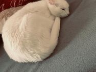 8jährige Katzen Dame abzugeben .. - Weiden (Oberpfalz) Zentrum