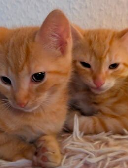 Kleiner roter Kater sucht liebevolles Zuhause - Bergkamen