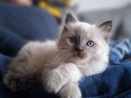 Ragdoll Kater darf sofort ausziehen! - Dresden