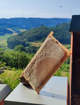 Waldhonig aus dem Schwarzwald - Steinach (Baden-Württemberg)