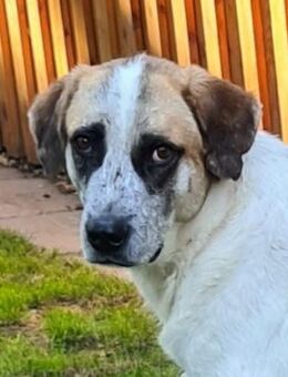 Barry Traumhund Tierschutz - Celle