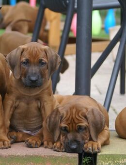 unsere wunderschönen Rhodesian Ridgeback Welpen sind bereit für neue Abenteuer ;- ) - Lohheide