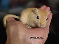 Wüstenrennmäuse Jungtiere - Münster