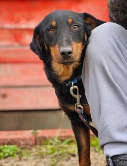 ACE - sanft, ruhig, menschenbezogen - Linden (Hessen)