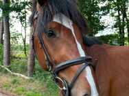 3j. Springtalent Zirocco Blue x Numero Uno - Bad Bentheim