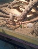 Bartagamen Jungtiere (Schlupftermin 03.07.) zu verkaufen in 75056