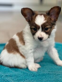 Papillon Rüde, reinrassig , sucht liebevolles Zuhause - Mönchengladbach