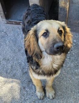 Julio 💗 sozialer Jungrüde sucht dich! - Hamburg