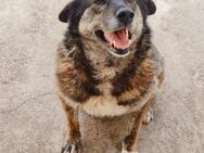 Lulu, freundlicher Hund sucht Familie - Unterföhring