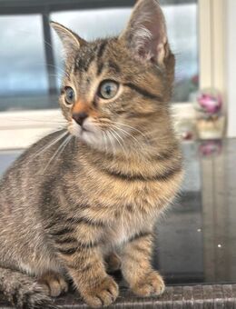 Süße baby Katzen - Stadtoldendorf