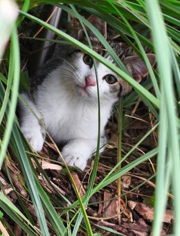 Katzen Kitten geb. 08.06.25 - Osterholz-Scharmbeck
