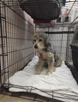 Benji - gutmütig und geduldig - Berlin