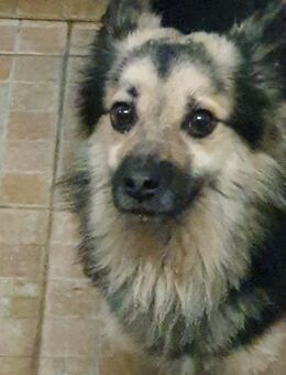 Furietto💙💙💙sensibel & menschenbezogen - Bad Karlshafen