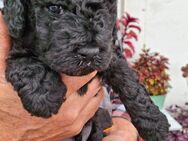 Letzter Lagotto Romagnolo/Doodle Junge - Dessau-Roßlau