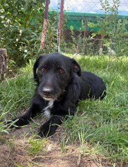 Wer hat ein Herz für unseren Omri? - Heinsberg