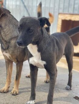 Freundl. BRUNO sucht liebe Familie - Neuberg