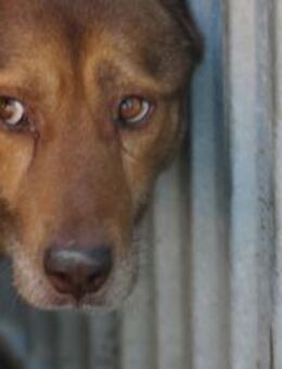 Simi - sehr ruhig u. lieb - Lohra