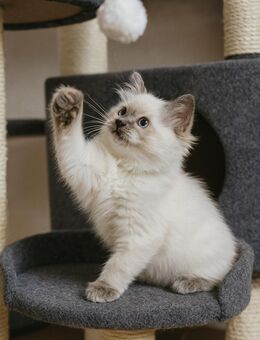 Zauberhafte Ragdoll-Kitten suchen ihr Für-Immer-Zuhause ♡ - Aldersbach