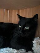 SOMBRA, w., kastr., EHK, geb. 01/2011 in 78354