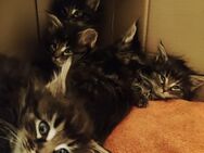 16 Wochen alte reinrassige Maine Coon Kitten - 4x Kitten - Berlin Treptow-Köpenick