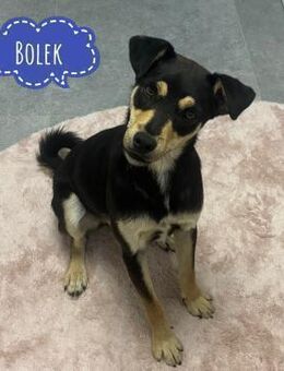 Bolek ein Schatz auf 4 Pfoten - Flörsheim-Dalsheim
