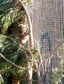 Perny Rotwangenhörnchen in 33758