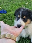 Reinr. Colliewelpen m. Ahnentafel dürfen umziehen in 94486