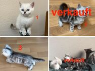 BKH Katze Kitty Katzenbaby liebevolle Britische Kurz Haare *ABGABEBEREIT - Lüdinghausen Zentrum